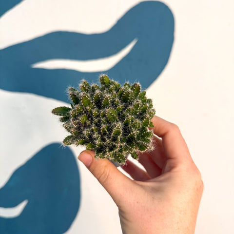 Hylocereus undatus – Dragon Fruit Cactus - Sprouts of Bristol