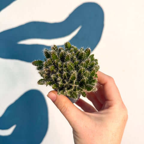 Hylocereus undatus – Dragon Fruit Cactus - Sprouts of Bristol