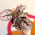 Hypoestes phyllostachya - Pink Polka Dot Plant - Sprouts of Bristol