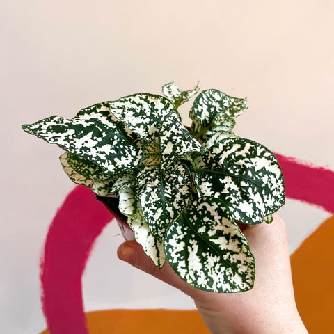 Hypoestes phyllostachya - White Polka Dot Plant - Sprouts of Bristol