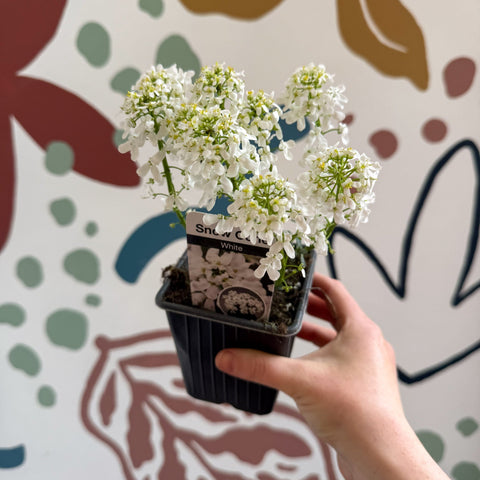 Iberis sempervirens ‘Snowcone’ - Candytuft - British Grown Evergreen Perennial Alpine - Sprouts of Bristol