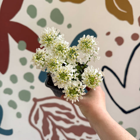 Iberis sempervirens ‘Snowcone’ - Candytuft - British Grown Evergreen Perennial Alpine - Sprouts of Bristol
