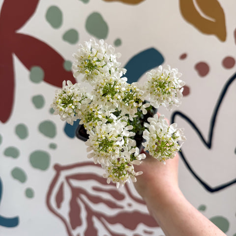 Iberis sempervirens ‘Snowcone’ - Candytuft - British Grown Evergreen Perennial Alpine - Sprouts of Bristol