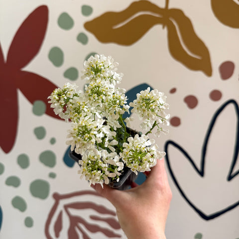 Iberis sempervirens ‘Snowcone’ - Candytuft - British Grown Evergreen Perennial Alpine - Sprouts of Bristol