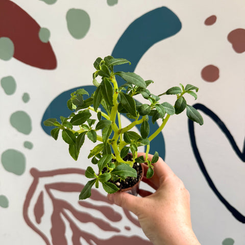 Impatiens keilli - Congo Cockatoo - Welsh Grown - Sprouts of Bristol