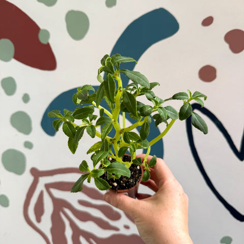 Impatiens keilli - Congo Cockatoo - Welsh Grown - Sprouts of Bristol