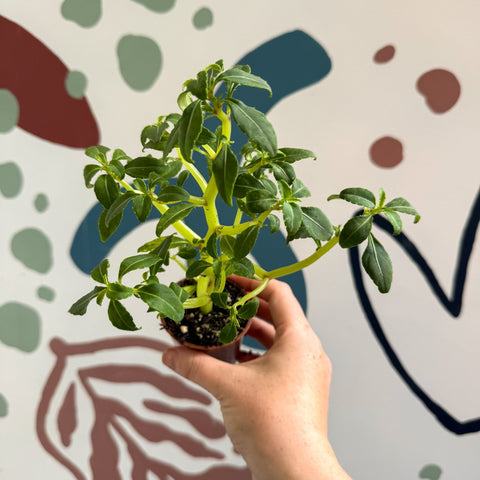 Impatiens keilli - Congo Cockatoo - Welsh Grown - Sprouts of Bristol