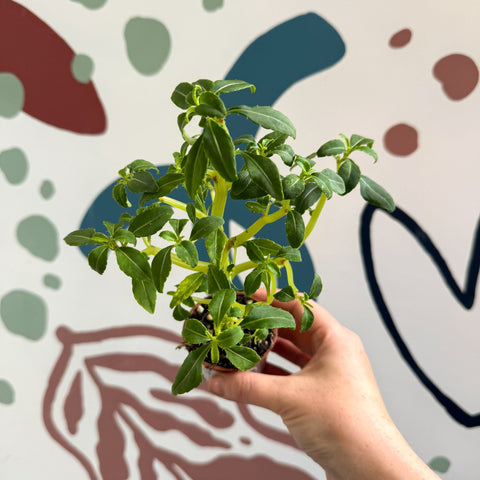 Impatiens keilli - Congo Cockatoo - Welsh Grown - Sprouts of Bristol