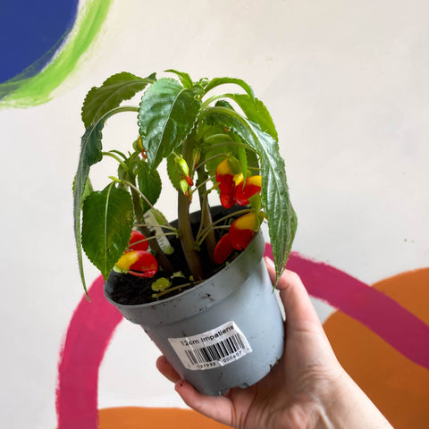 parrot plant seeds for sale Impatiens niamniamensis - Parrot Plant