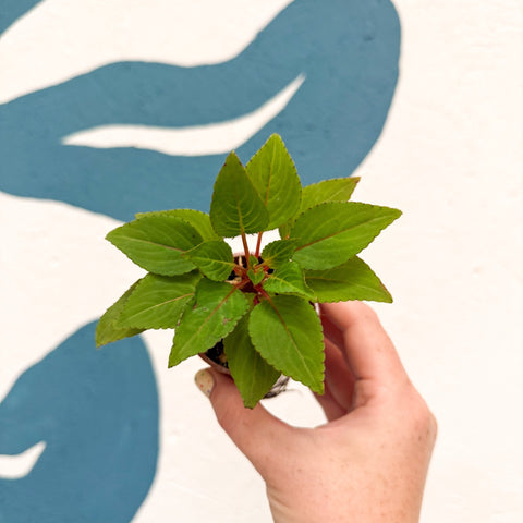 Impatiens parasitica - Welsh Grown - Sprouts of Bristol