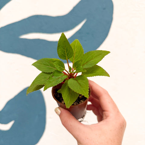 Impatiens parasitica - Welsh Grown - Sprouts of Bristol