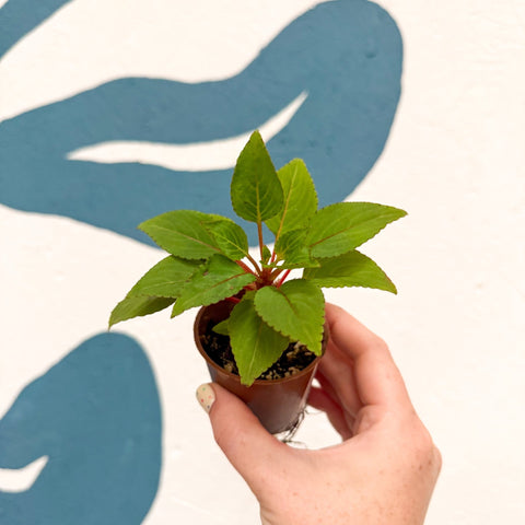 Impatiens parasitica - Welsh Grown - Sprouts of Bristol