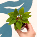 Impatiens parasitica - Welsh Grown - Sprouts of Bristol