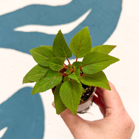 Impatiens parasitica - Welsh Grown - Sprouts of Bristol