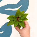Impatiens parasitica - Welsh Grown - Sprouts of Bristol