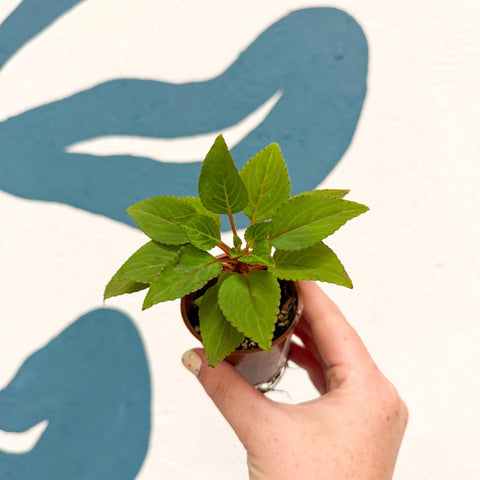 Impatiens parasitica - Welsh Grown - Sprouts of Bristol