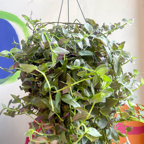 house plant tradescantia Tradescantia 'Pink Hill'