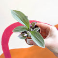 Inch Plant - Tradescantia fluminensis 'Sweetness' - Welsh Grown - Sprouts of Bristol