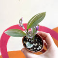 Inch Plant - Tradescantia fluminensis 'Sweetness' - Welsh Grown - Sprouts of Bristol