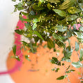 Inch Plant - Tradescantia gibasis 'Bridal Veil' - Sprouts of Bristol