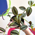 Inch Plant - Tradescantia zebrina 'Quadricolor' - Welsh Grown - Sprouts of Bristol