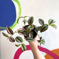 Inch Plant - Tradescantia zebrina 'Quadricolor' - Welsh Grown - Sprouts of Bristol