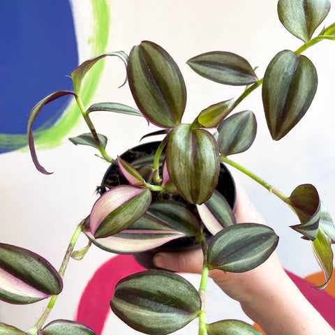 Inch Plant - Tradescantia zebrina 'Quadricolor' - Welsh Grown - Sprouts of Bristol