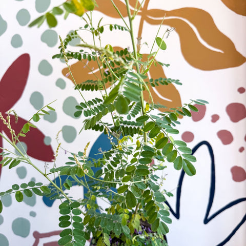 Indigofera heterantha - Himalayan Indigo - Sprouts of Bristol