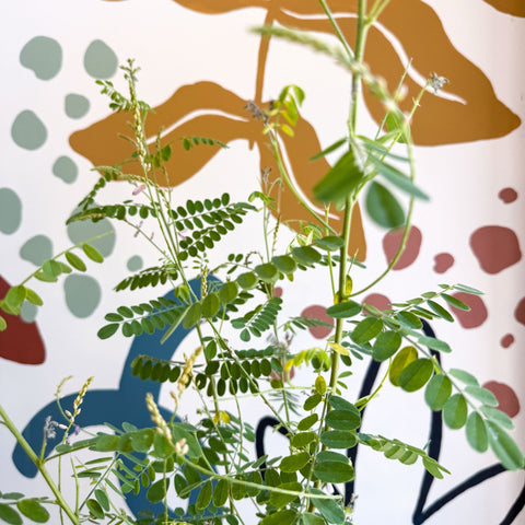 Indigofera heterantha - Himalayan Indigo - Sprouts of Bristol