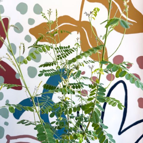 Indigofera heterantha - Himalayan Indigo - Sprouts of Bristol