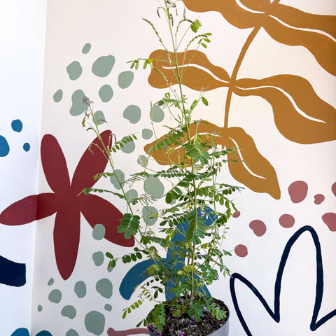 Indigofera heterantha - Himalayan Indigo - Sprouts of Bristol