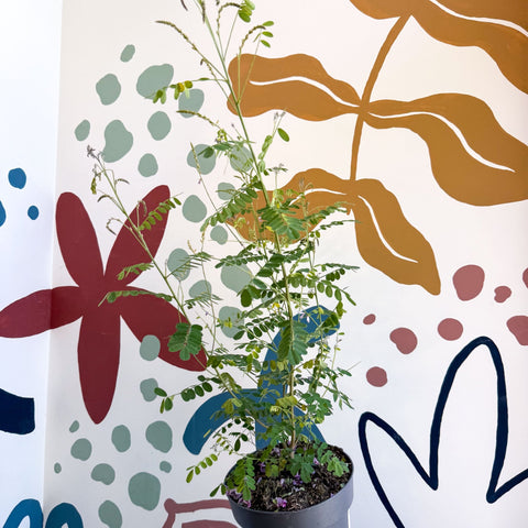 Indigofera heterantha - Himalayan Indigo - Sprouts of Bristol