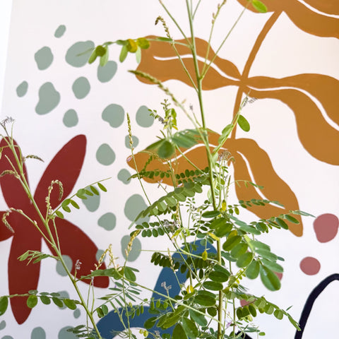 Indigofera heterantha - Himalayan Indigo - Sprouts of Bristol