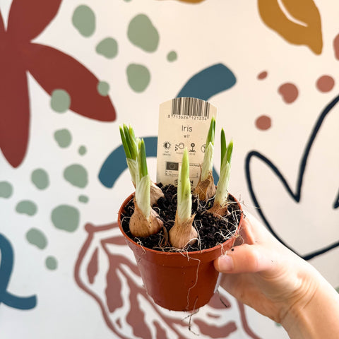 can iris be planted in pots Iris
