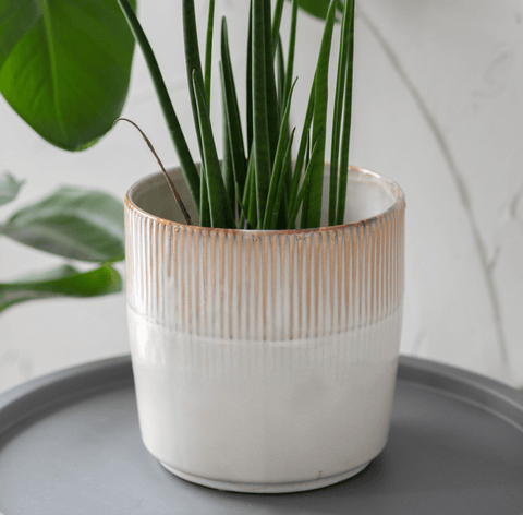 Ivory Hillesley Pot - Sprouts of Bristol