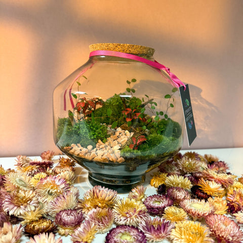 Iza Glass Valentine’s Bioactive Terrarium - Sprouts of Bristol