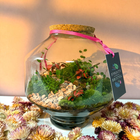Iza Glass Valentine’s Bioactive Terrarium - Sprouts of Bristol