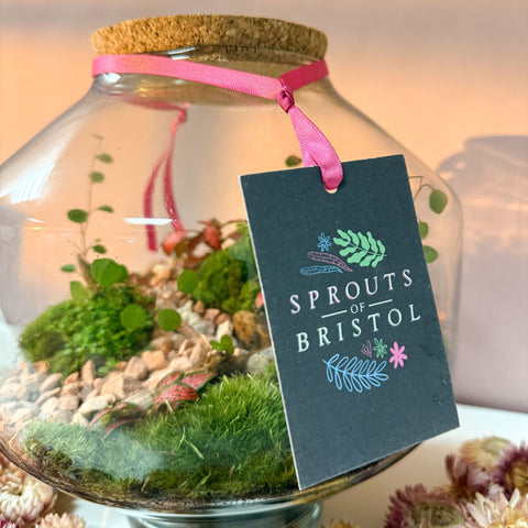 Iza Glass Valentine’s Bioactive Terrarium - Sprouts of Bristol