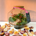 Iza Glass Valentine’s Bioactive Terrarium - Sprouts of Bristol