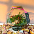 Iza Glass Valentine’s Bioactive Terrarium - Sprouts of Bristol