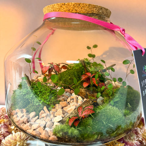 Iza Glass Valentine’s Bioactive Terrarium - Sprouts of Bristol