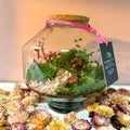 Iza Glass Valentine’s Bioactive Terrarium - Sprouts of Bristol