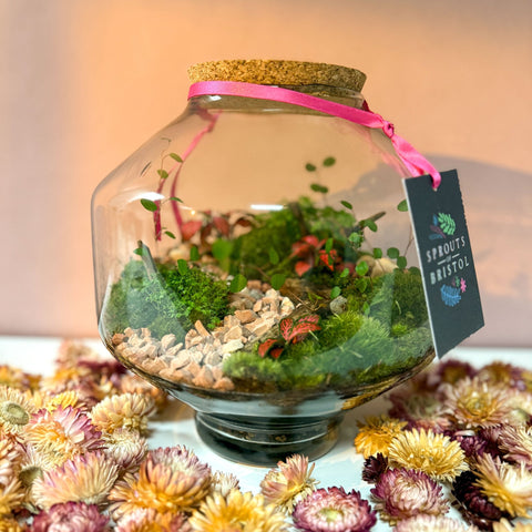 Iza Glass Valentine’s Bioactive Terrarium - Sprouts of Bristol