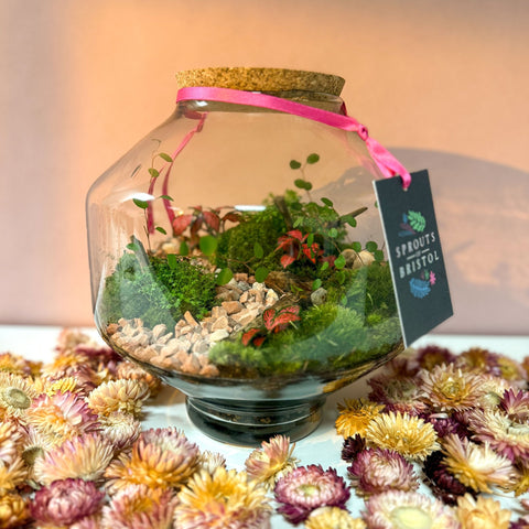 Iza Glass Valentine’s Bioactive Terrarium - Sprouts of Bristol