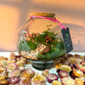 Iza Glass Valentine’s Bioactive Terrarium - Sprouts of Bristol
