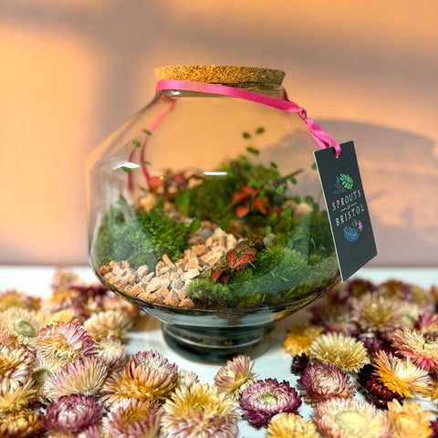 Iza Glass Valentine’s Bioactive Terrarium - Sprouts of Bristol