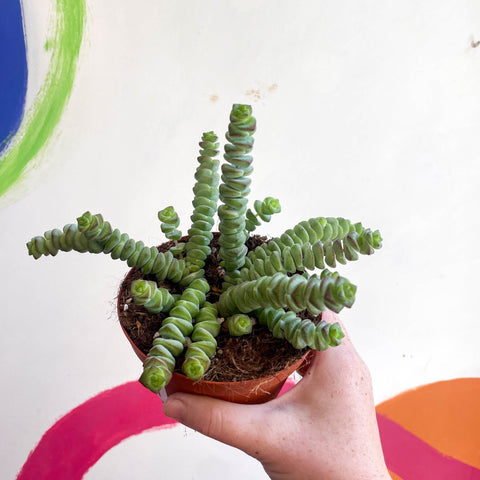 jade necklace succulent Crassula x rupestris f. marnieriana 'Hottentot'