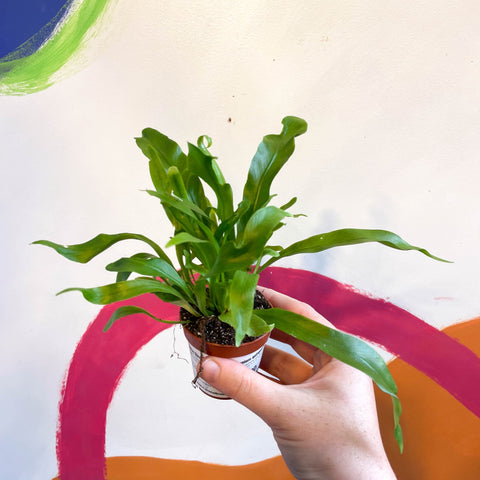 bird's nest fern japanese Asplenium antiquum