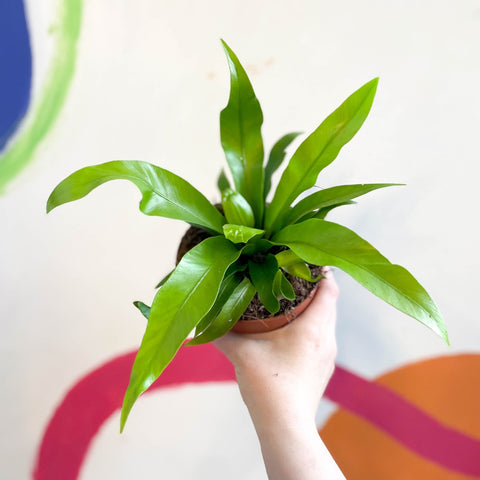 baby bird nest fern Asplenium antiquum