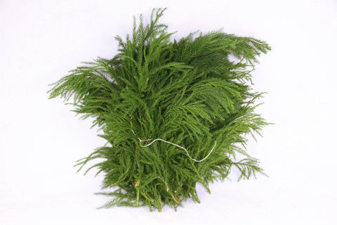 Japanese Cedar Branches (Cryptomeria japonica) Christmas Craft Wreath Florist Festive Decoration Fresh Foliage - Sprouts of Bristol